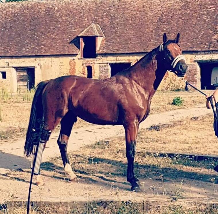 Caballo castrado Silla Francés En venta 2017 Bayo por LANDO