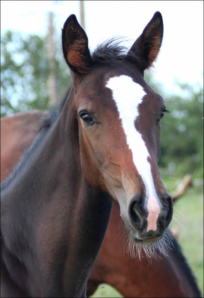 Potro Silla Francés En venta 2023 Bayo moreno por Quel homme de Hus