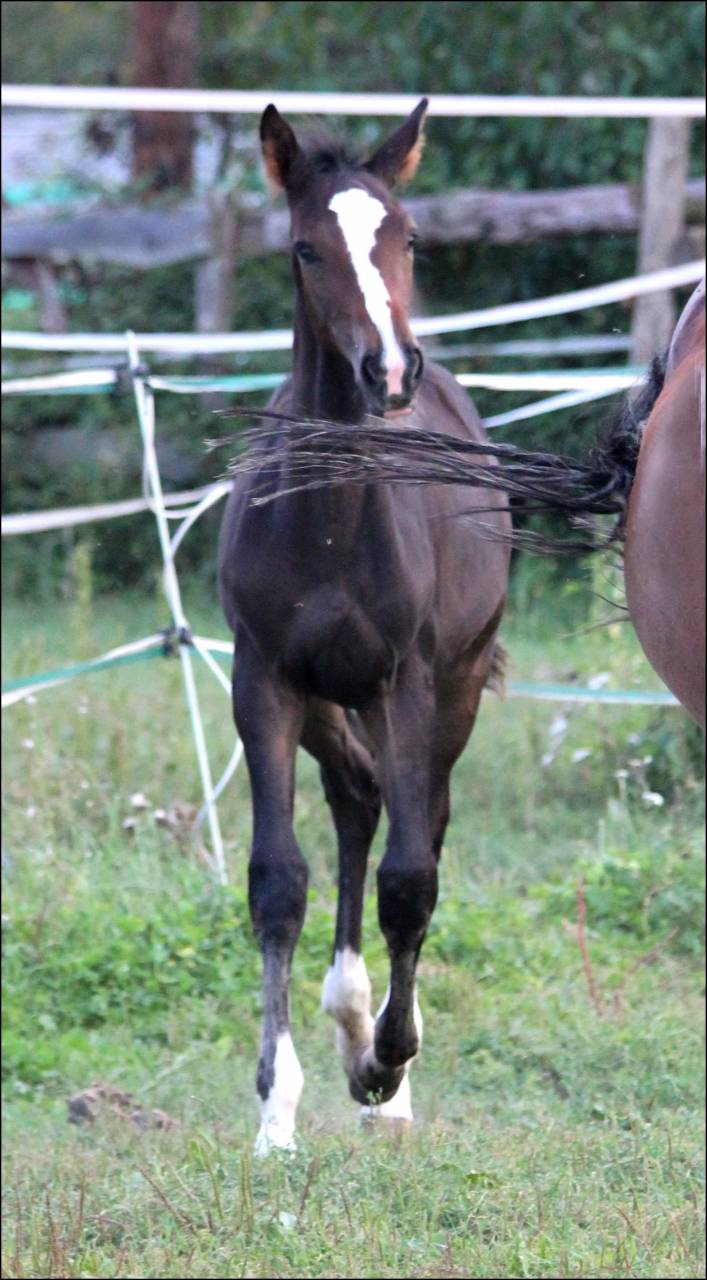 Potro Silla Francés En venta 2023 Bayo moreno por Quel homme de Hus