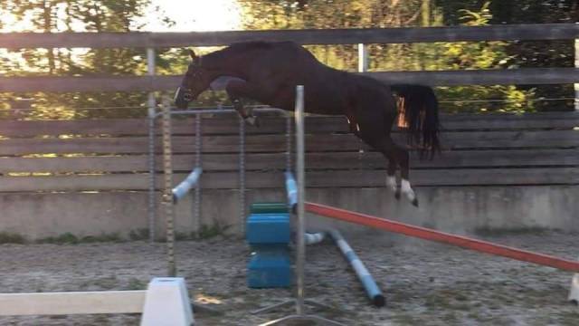 Potro Silla Francés En venta 2023 Bayo moreno por Quel homme de Hus