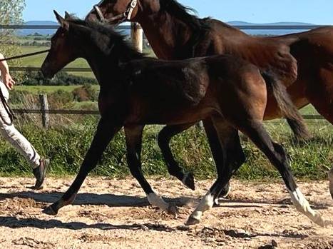 Potro Silla Francés En venta 2023 Bayo moreno por Quel homme de Hus