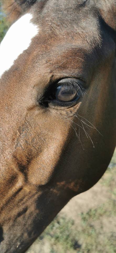 Potro Silla Francés En venta 2023 Bayo moreno por Quel homme de Hus