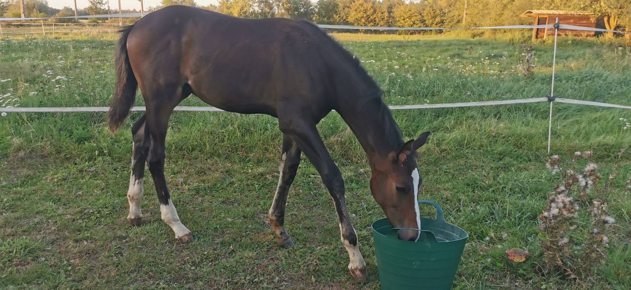 Potro Silla Francés En venta 2023 Bayo moreno por Quel homme de Hus
