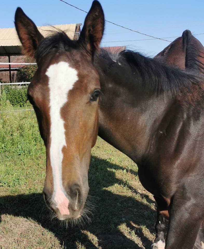 Potro Silla Francés En venta 2023 Bayo moreno por Quel homme de Hus