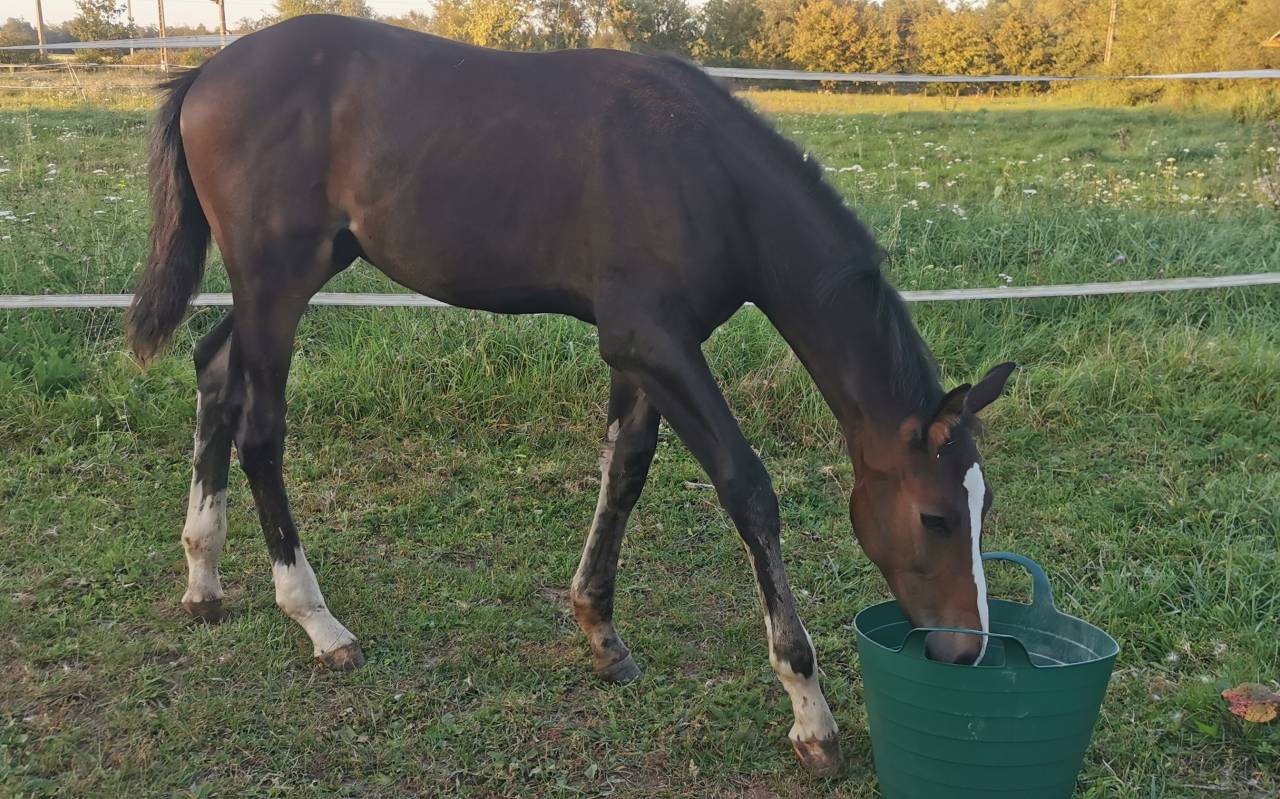 Potro Silla Francés En venta 2023 Bayo moreno por Quel homme de Hus