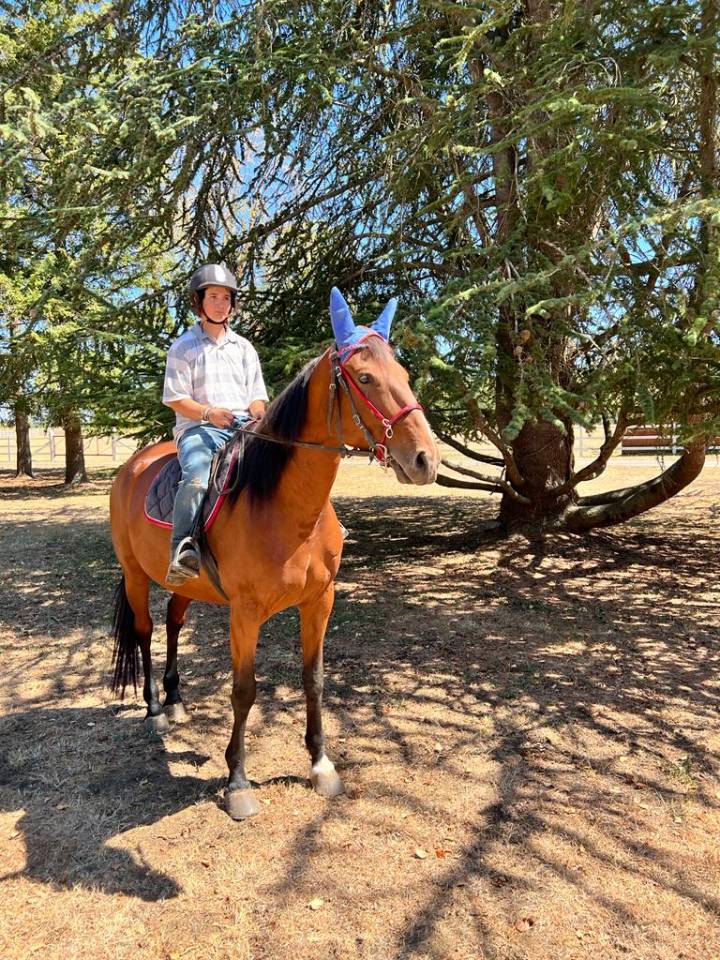 Yegua Trotón Francés En venta 2018 Bayo