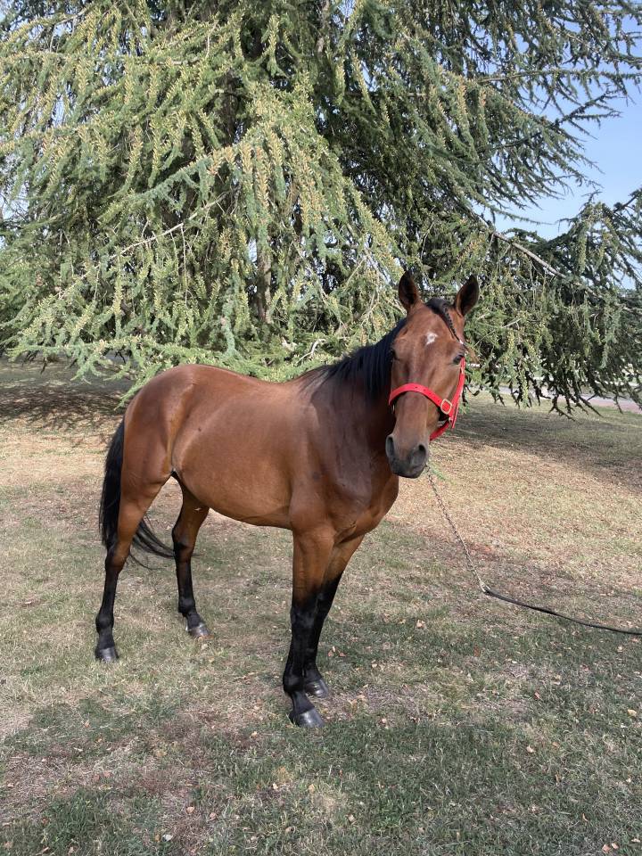 Caballo castrado Trotón Francés En venta 2018 Bayo