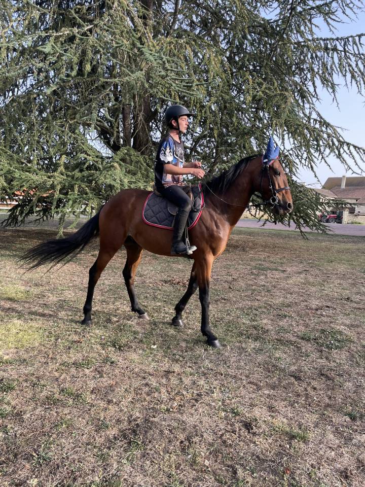 Caballo castrado Trotón Francés En venta 2018 Bayo