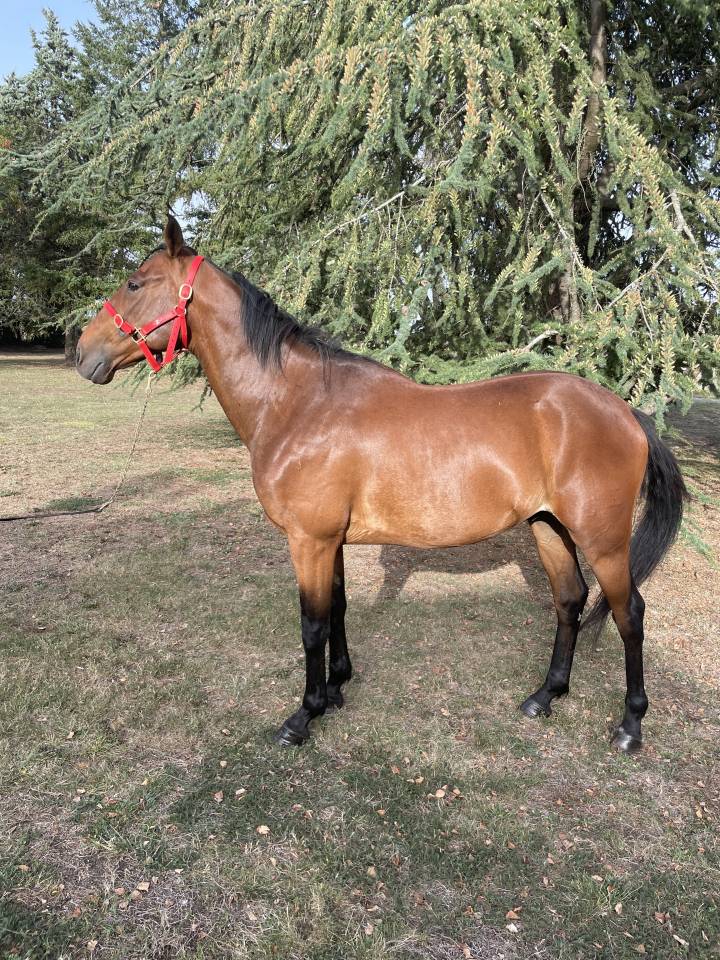 Caballo castrado Trotón Francés En venta 2018 Bayo