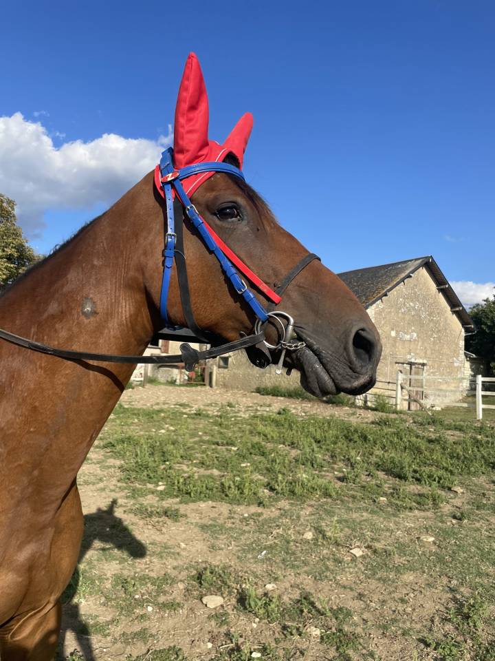 Yegua Trotón Francés En venta 2015 Bayo