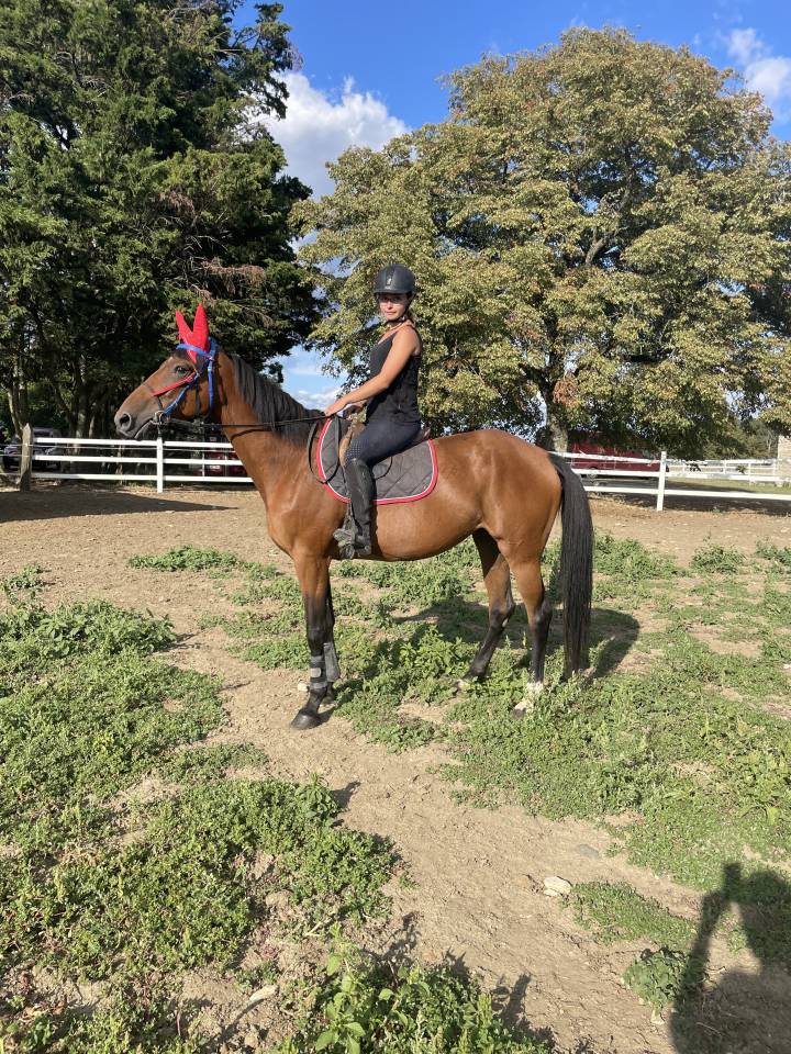 Yegua Trotón Francés En venta 2015 Bayo