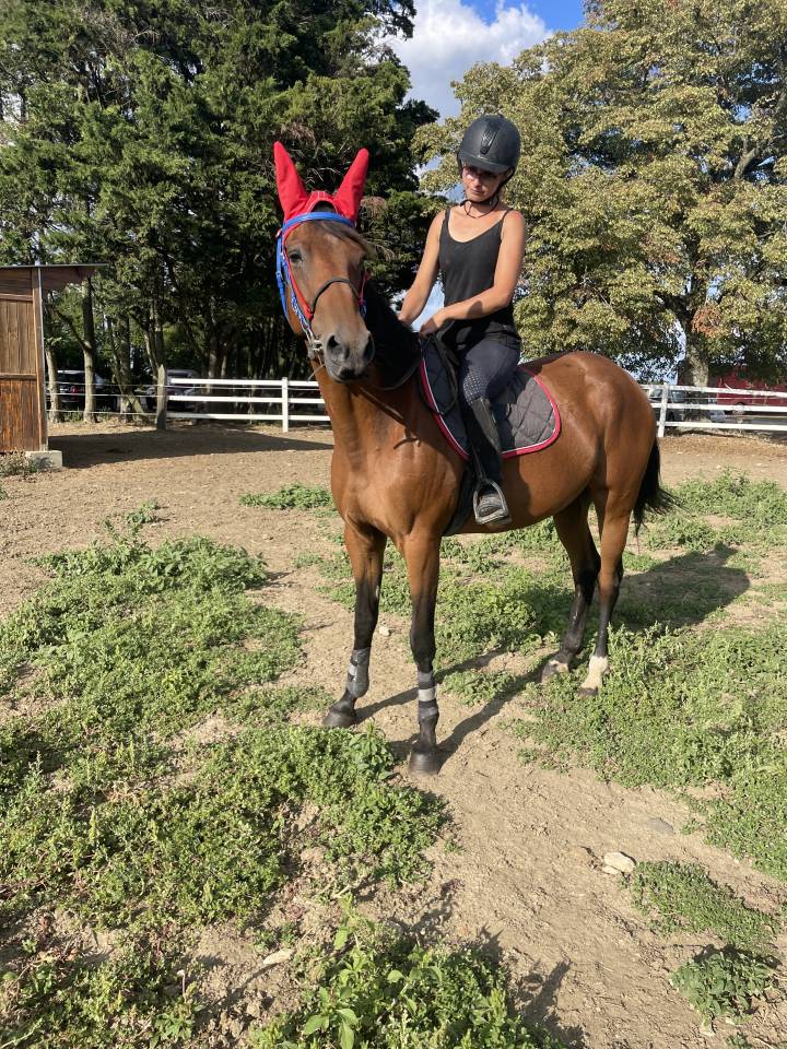 Yegua Trotón Francés En venta 2015 Bayo