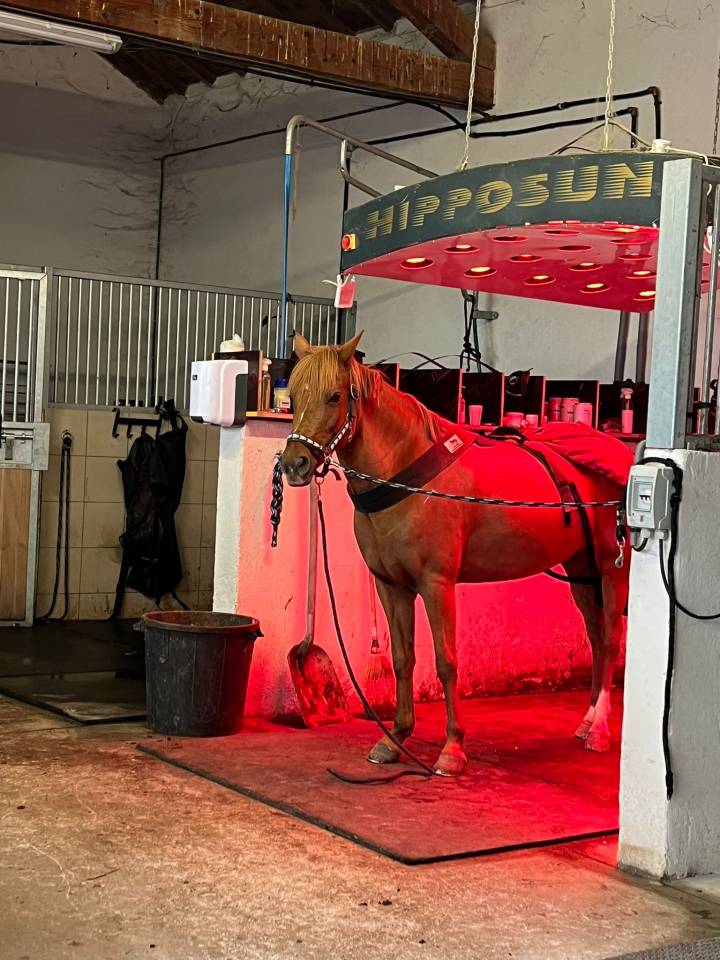 Yegua New Forest Préstamo 2011 Alazán