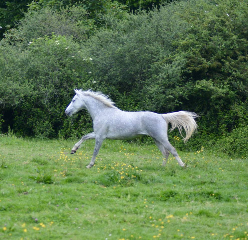 Yegua Connemara En venta 2017 Tordo por IDEFIX DU VILLON