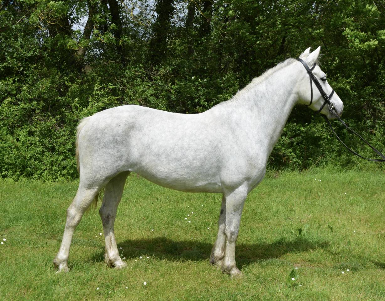 Yegua Connemara En venta 2017 Tordo por IDEFIX DU VILLON