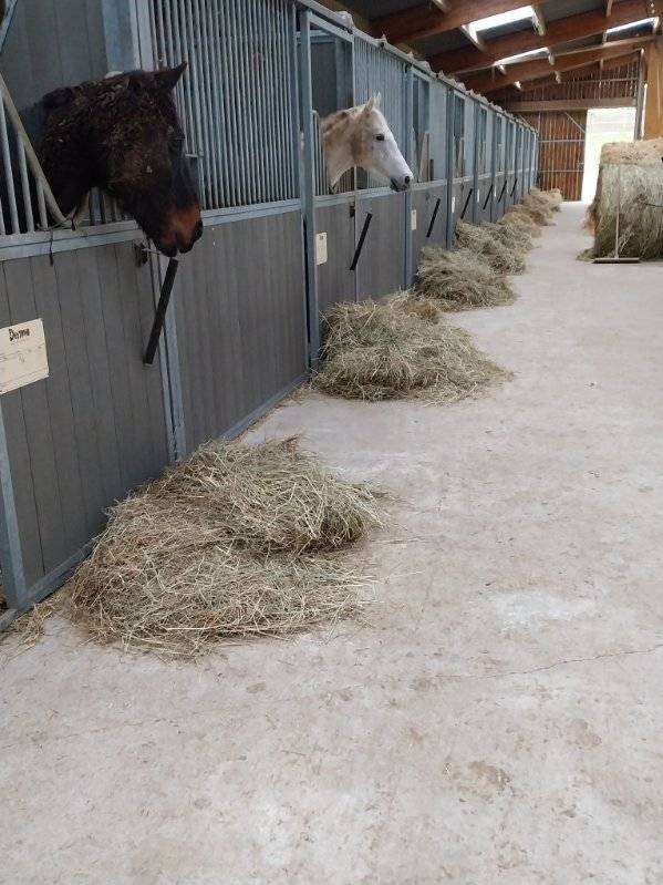 Poniclub En venta Deux-S&egrave;vres