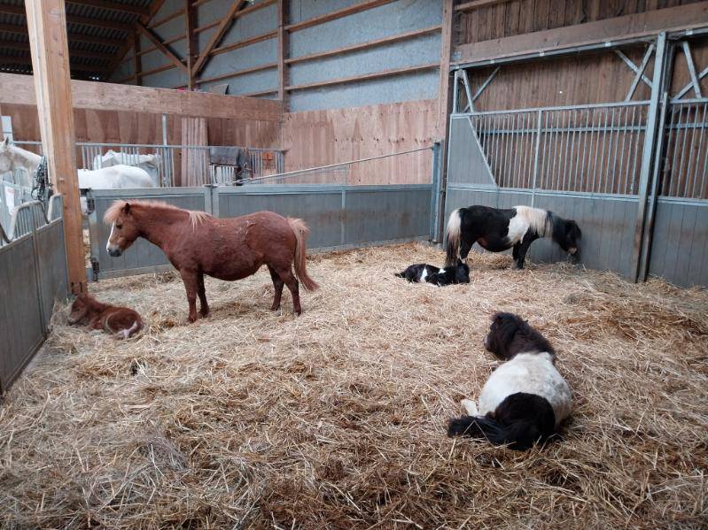 Poniclub En venta Deux-S&egrave;vres