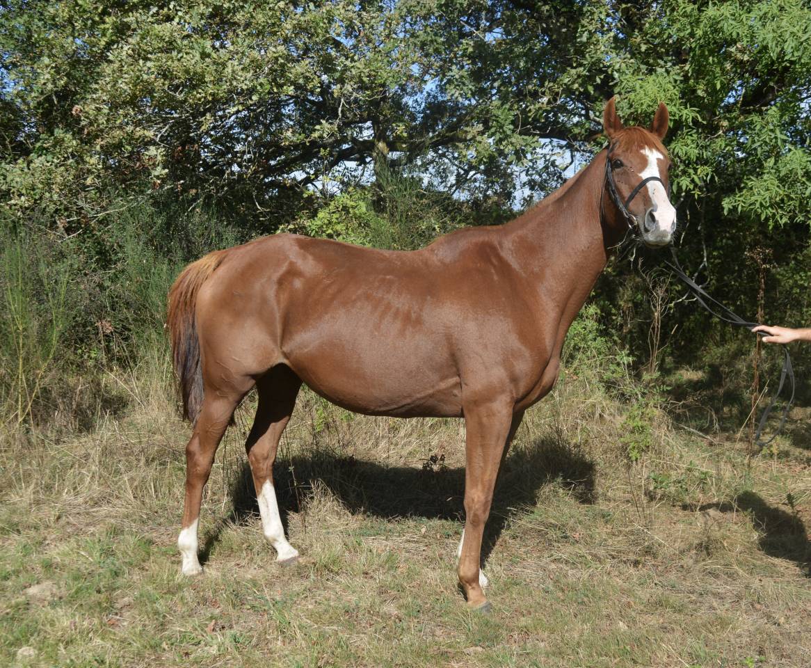 Yegua AQPS En venta 2012 Alazán