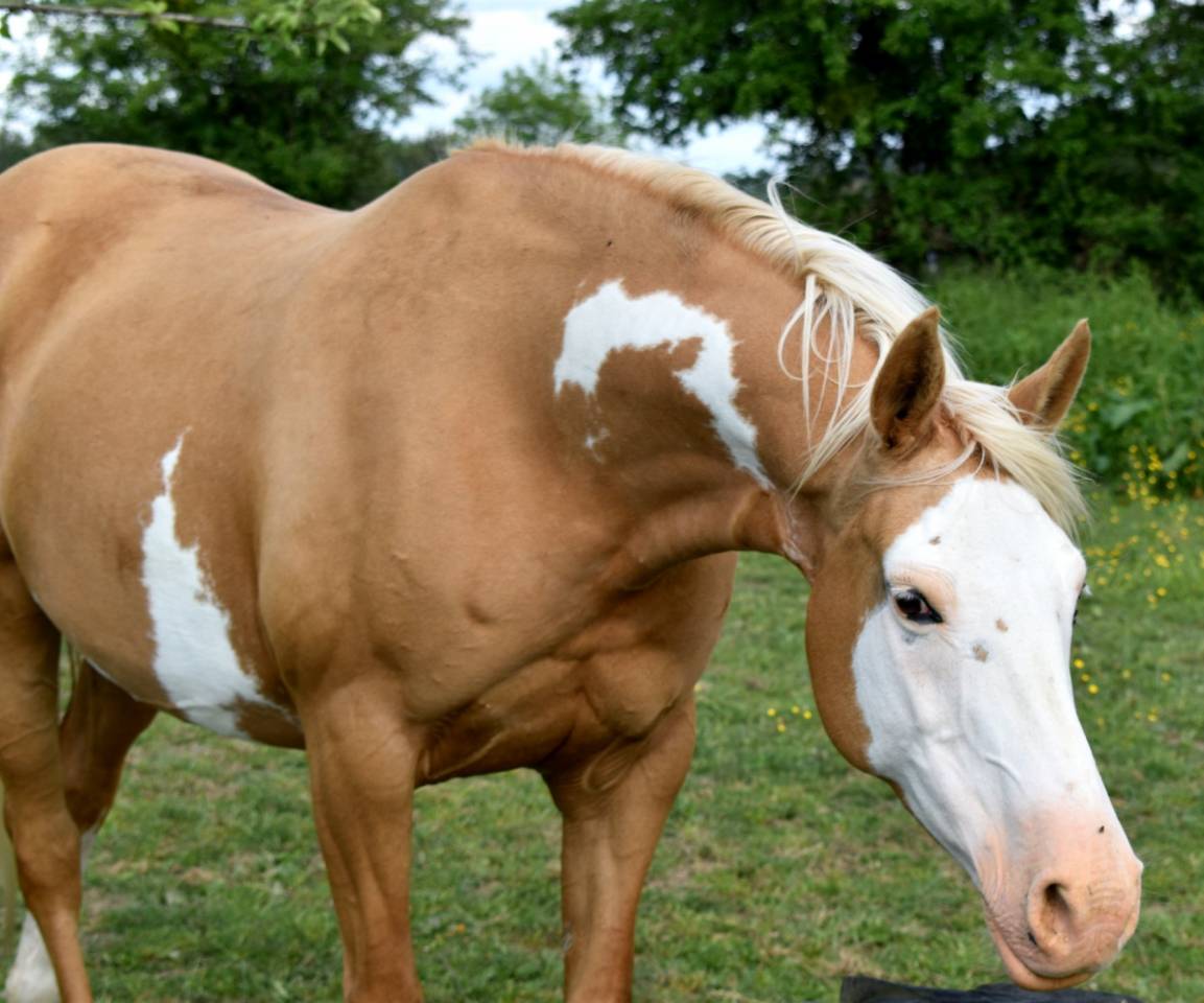 Potranca Media Sangre Arabe En venta 2023 Otra capa por PETRUS DE LAFON