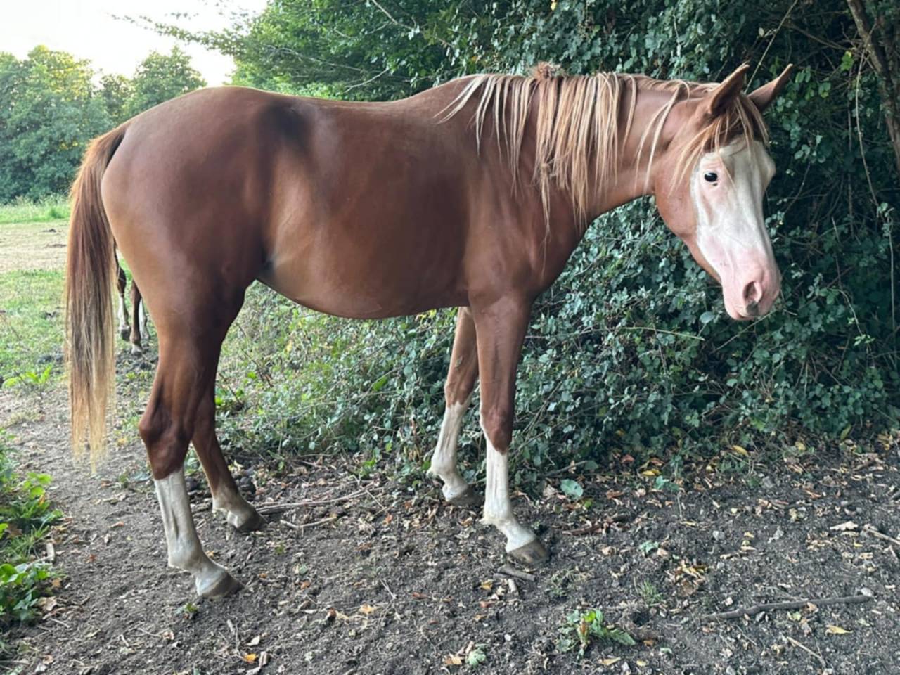 Potranca Media Sangre Arabe En venta 2023 Otra capa por PETRUS DE LAFON