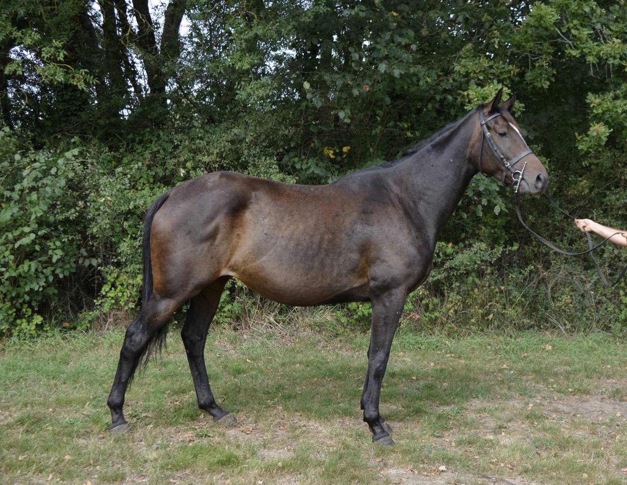 Yegua Origen No Constatado En venta 2019 Bayo