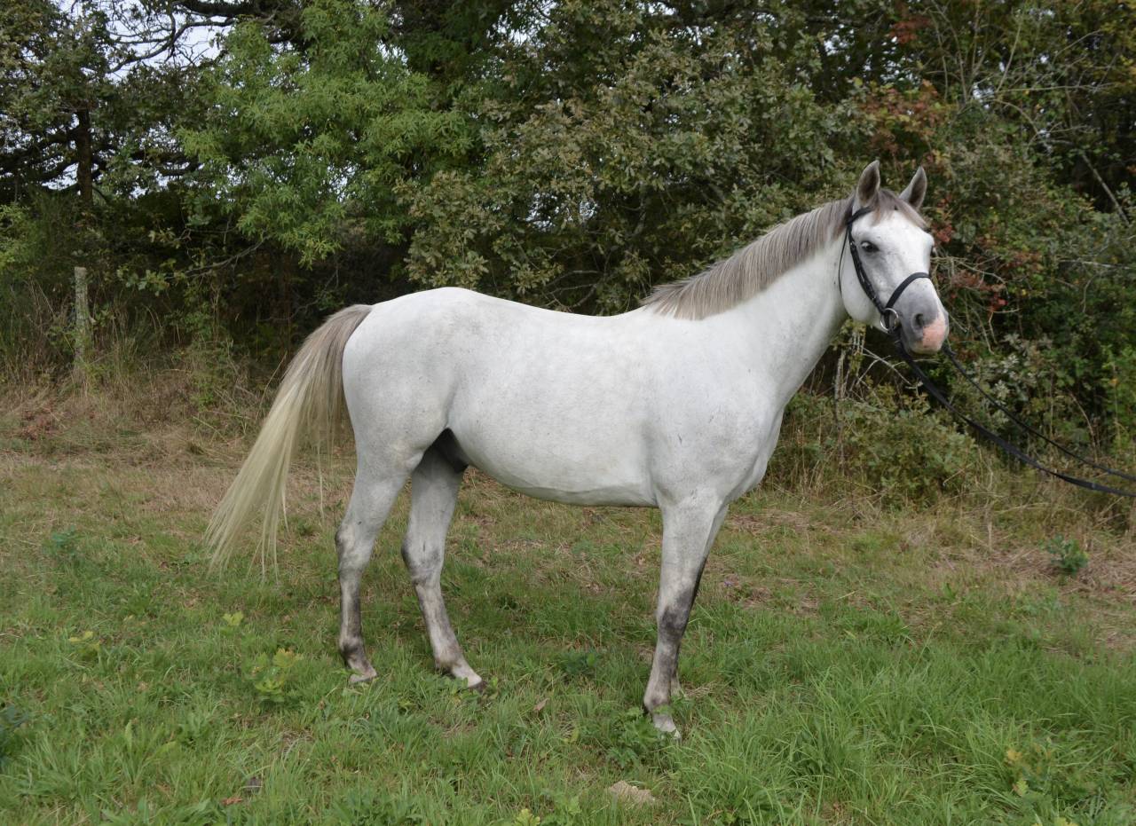 Caballo castrado PFS Poni Françés de Silla En venta 2017 Tordo por DEXTER LEAM PONDY