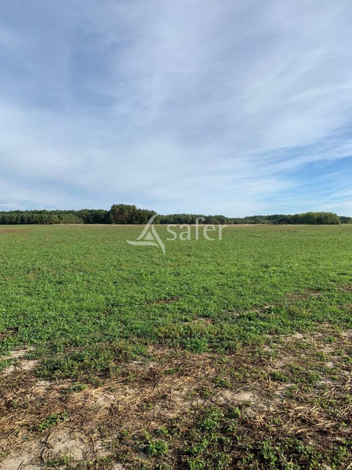 Explotación cerealista En venta Loir y Cher