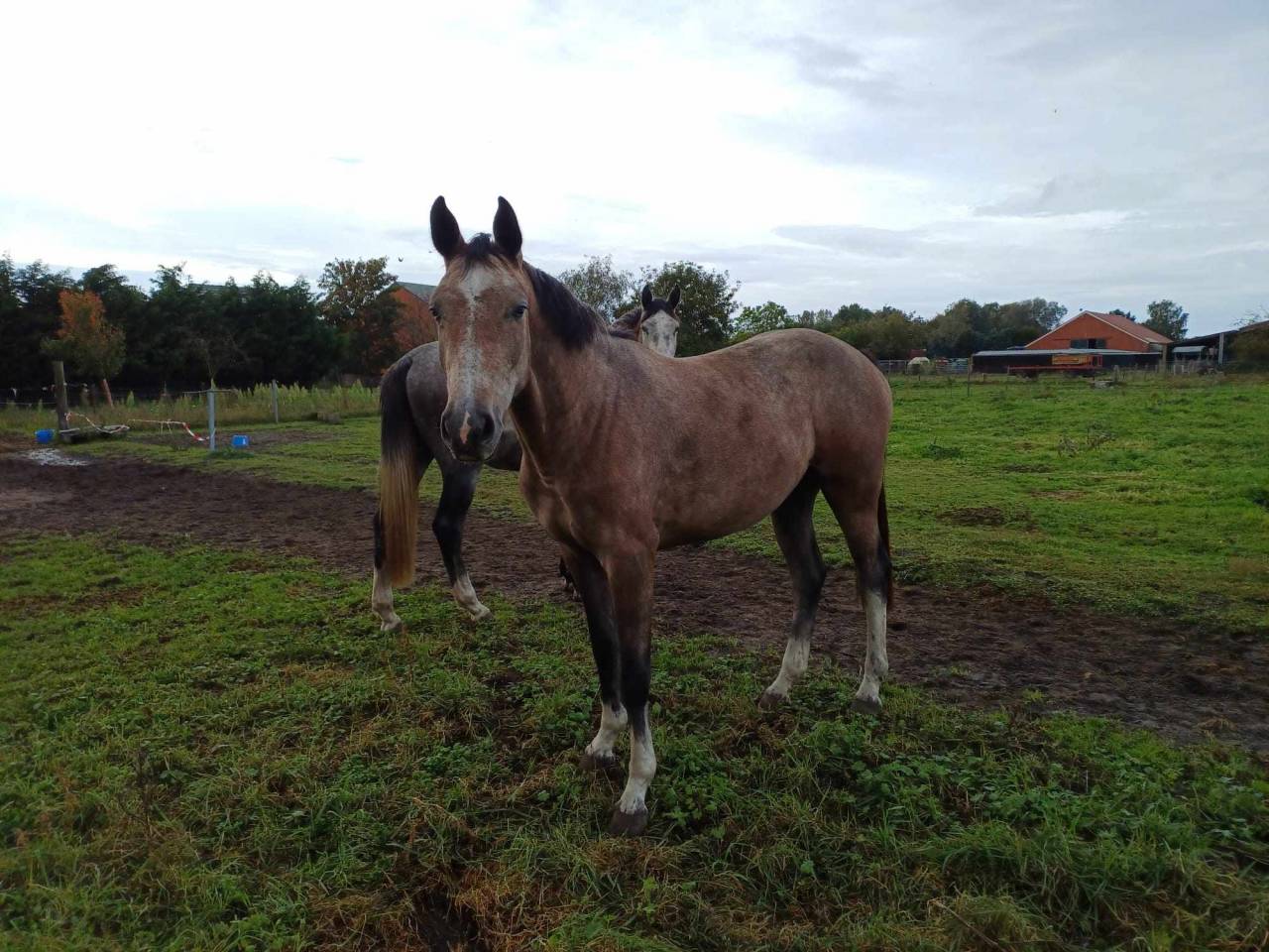 Yegua sBs Caballo de Deporte Belga En venta 2021 Alazán roano por korado de baudignies