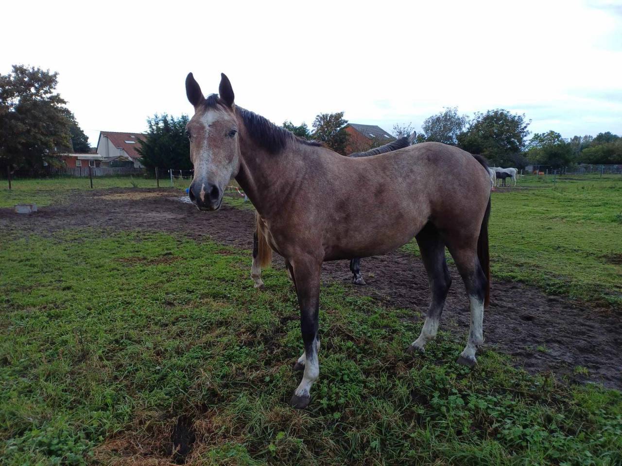 Yegua sBs Caballo de Deporte Belga En venta 2021 Alazán roano por korado de baudignies