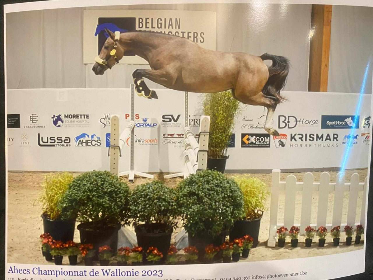 Yegua sBs Caballo de Deporte Belga En venta 2021 Alazán roano por korado de baudignies