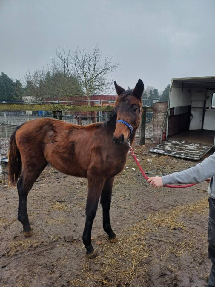 Potranca Zangersheide En venta 2024 Bayo moreno por   COMMILF’OH de la Marchette