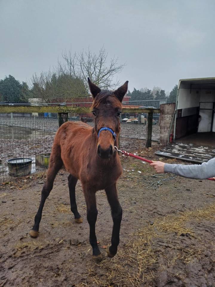 Potranca Zangersheide En venta 2024 Bayo moreno por   COMMILF’OH de la Marchette