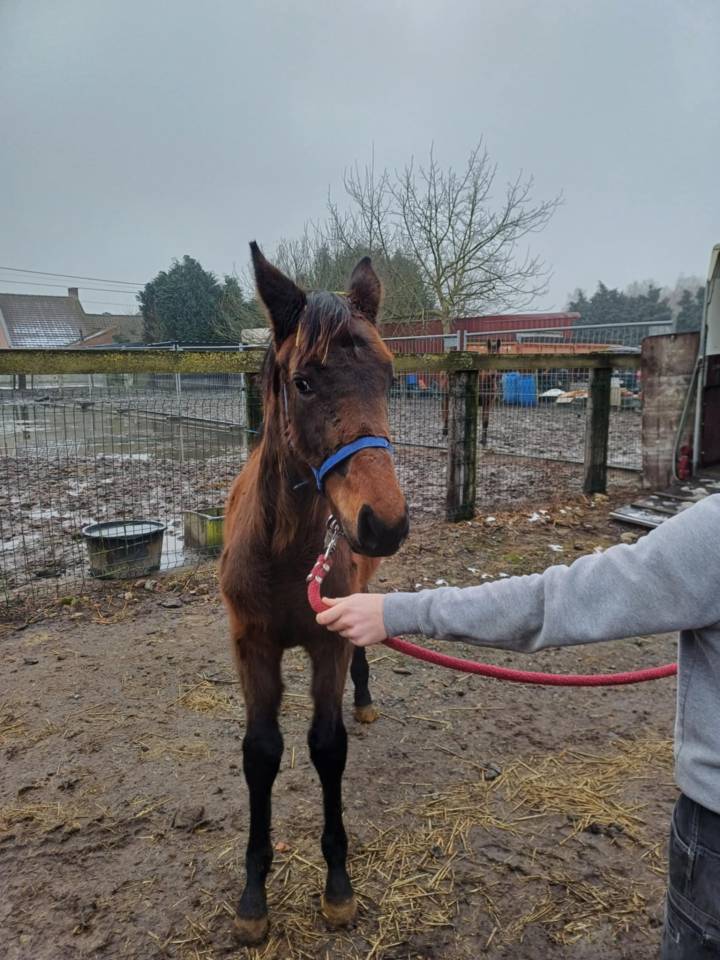 Potranca Zangersheide En venta 2024 Bayo moreno por   COMMILF’OH de la Marchette