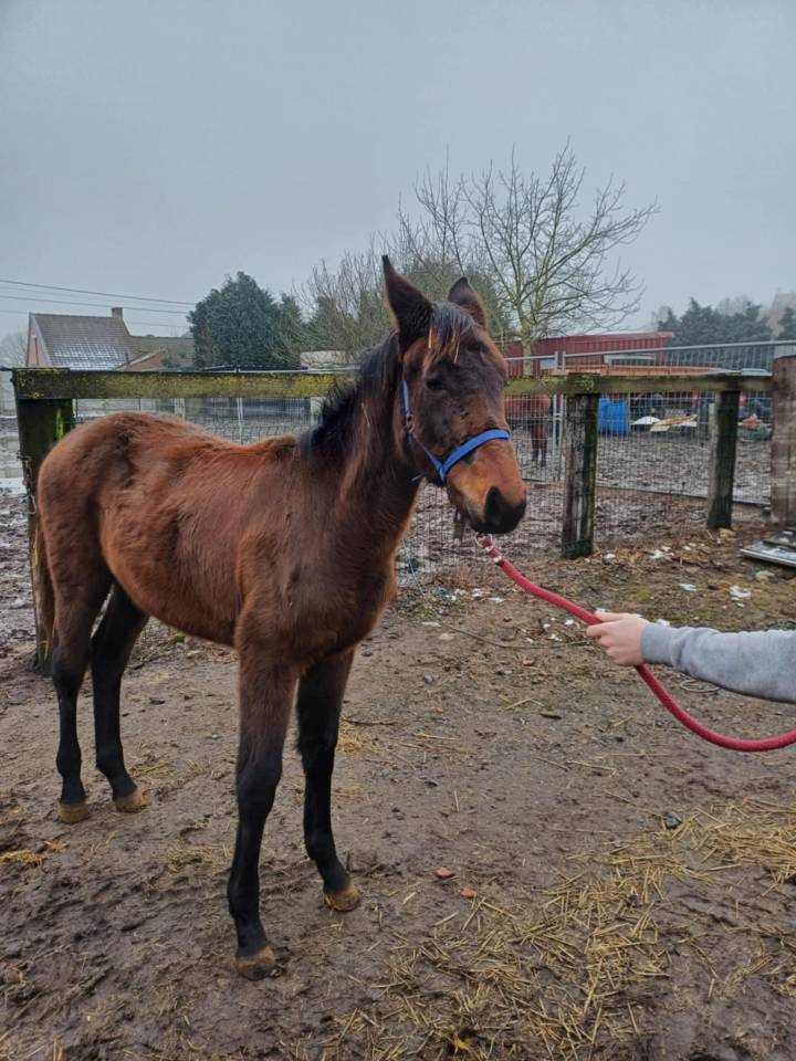 Potranca Zangersheide En venta 2024 Bayo moreno por   COMMILF’OH de la Marchette