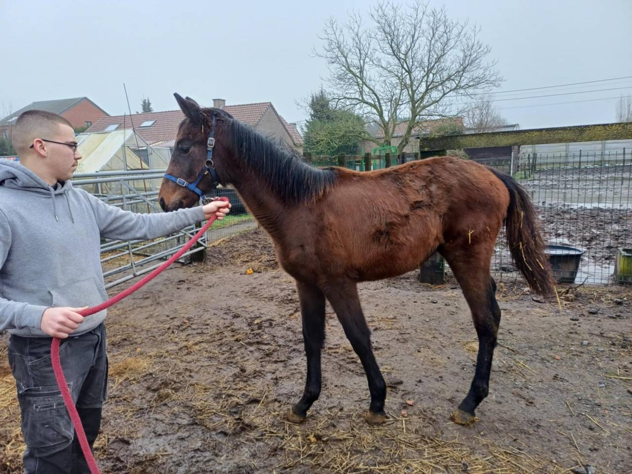 Potranca Zangersheide En venta 2024 Bayo moreno por   COMMILF’OH de la Marchette