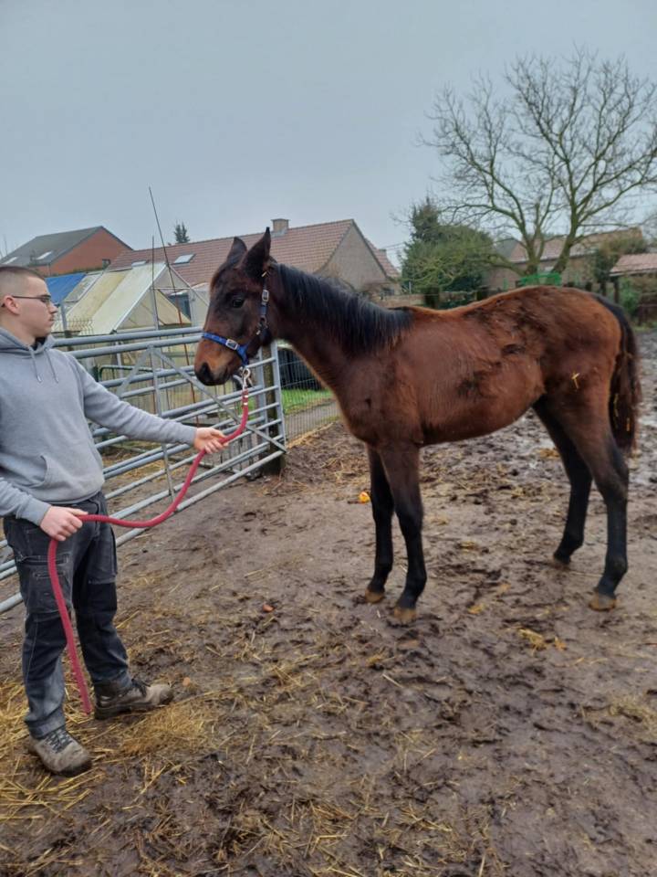 Potranca Zangersheide En venta 2024 Bayo moreno por   COMMILF’OH de la Marchette