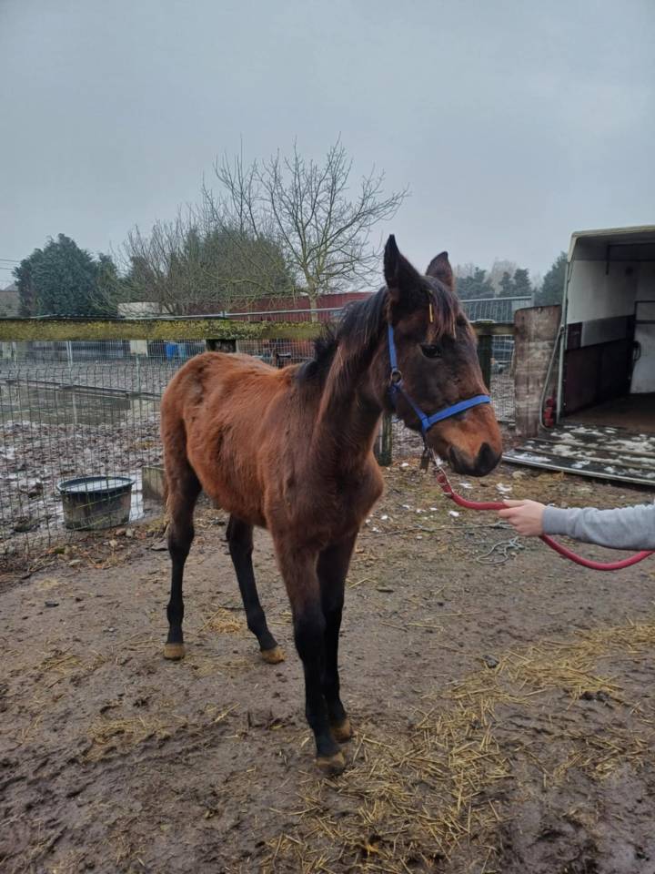 Potranca Zangersheide En venta 2024 Bayo moreno por   COMMILF’OH de la Marchette