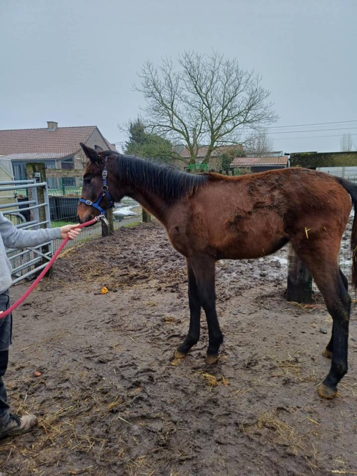 Potranca Zangersheide En venta 2024 Bayo moreno por   COMMILF’OH de la Marchette