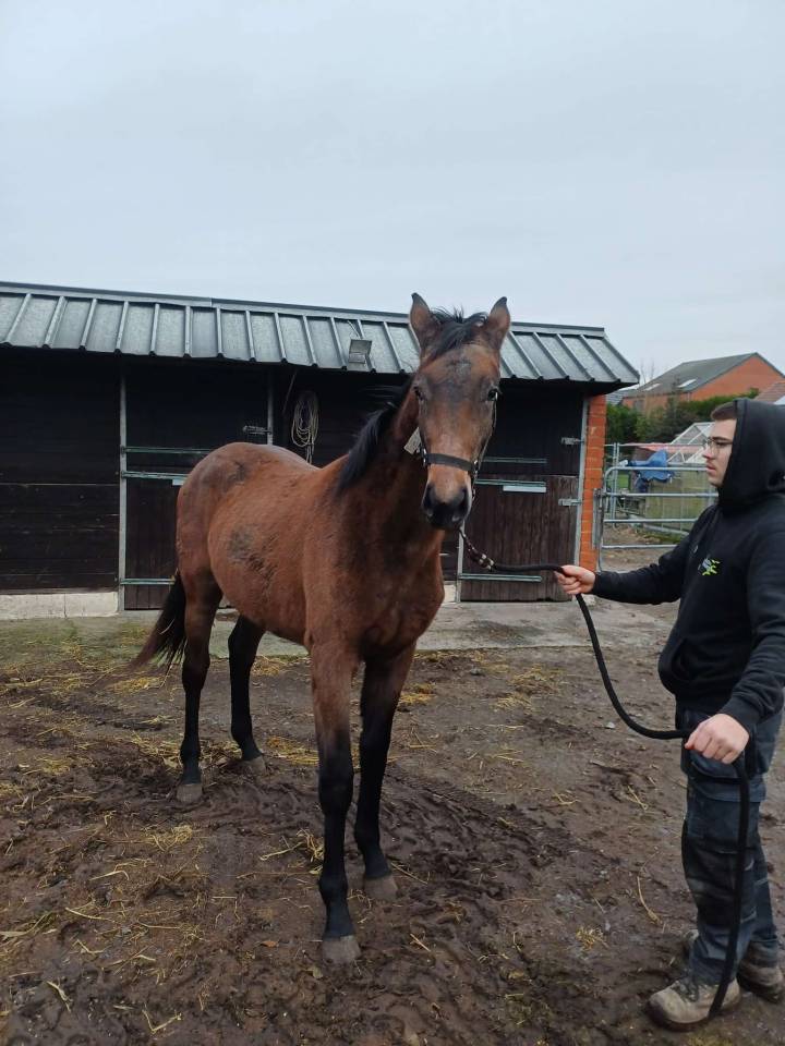 Potranca Zangersheide En venta 2024 Bayo moreno por   COMMILF&rsquo;OH de la Marchette