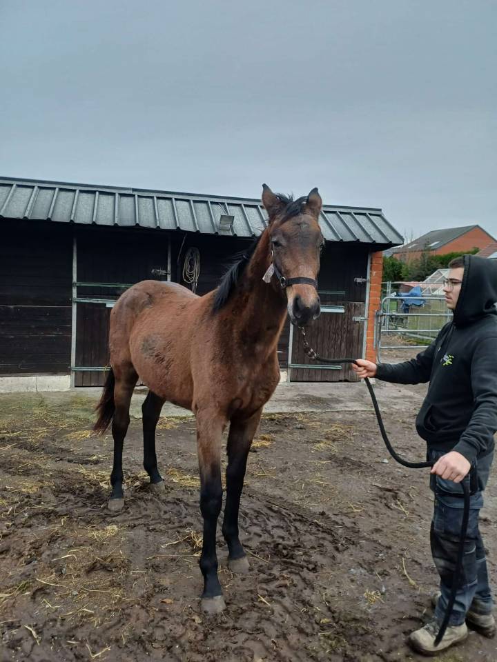 Potranca Zangersheide En venta 2024 Bayo moreno por   COMMILF&rsquo;OH de la Marchette