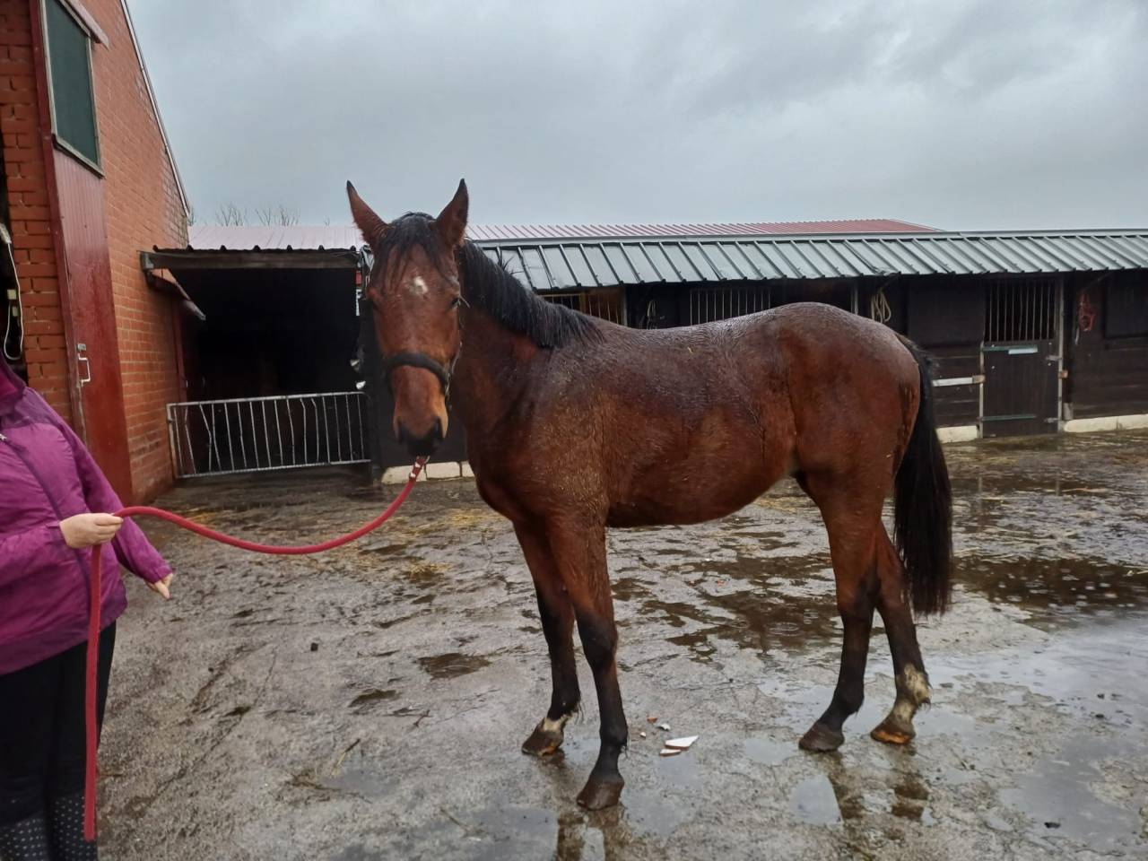 Caballo entero Zangersheide En venta 2023 Bayo por Costello T Z