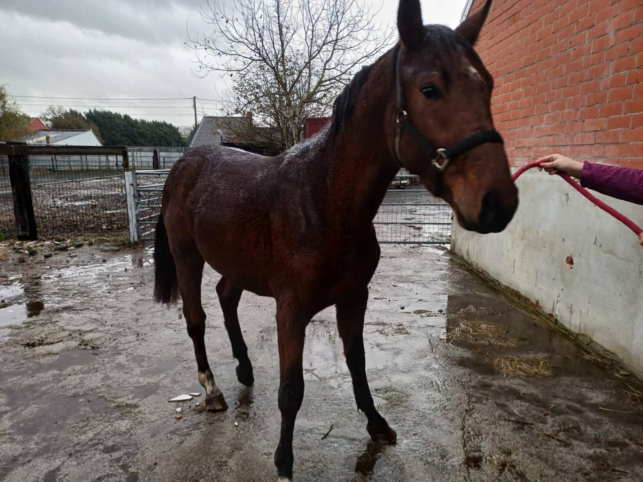 Caballo entero Zangersheide En venta 2023 Bayo por Costello T Z