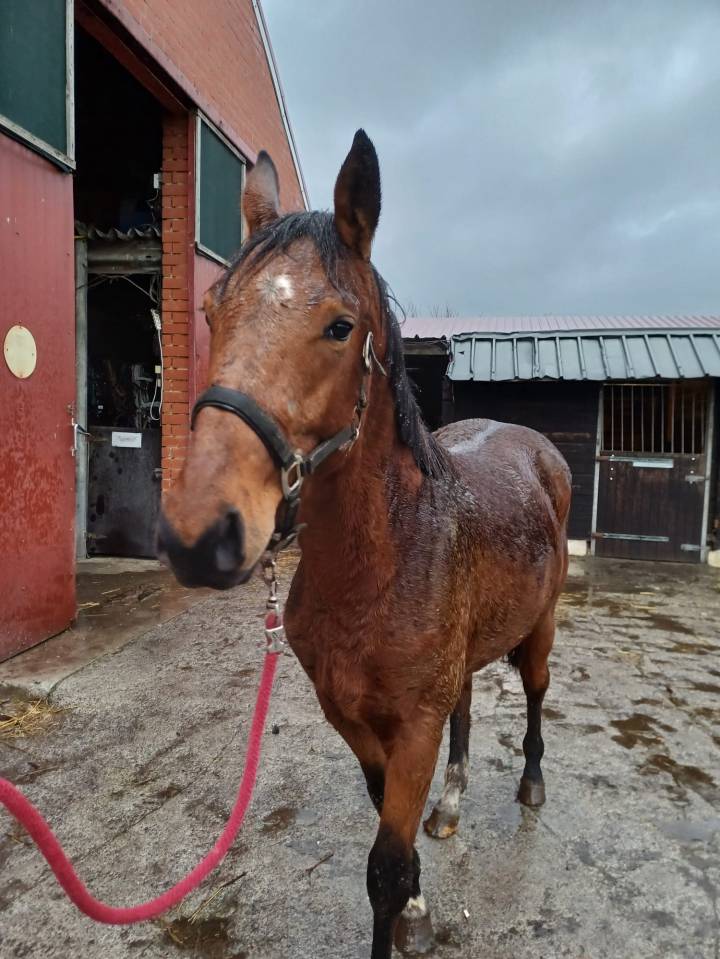 Caballo entero Zangersheide En venta 2023 Bayo por Costello T Z