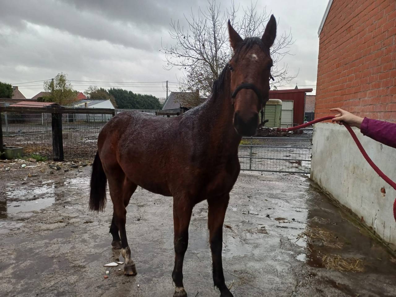 Caballo entero Zangersheide En venta 2023 Bayo por Costello T Z