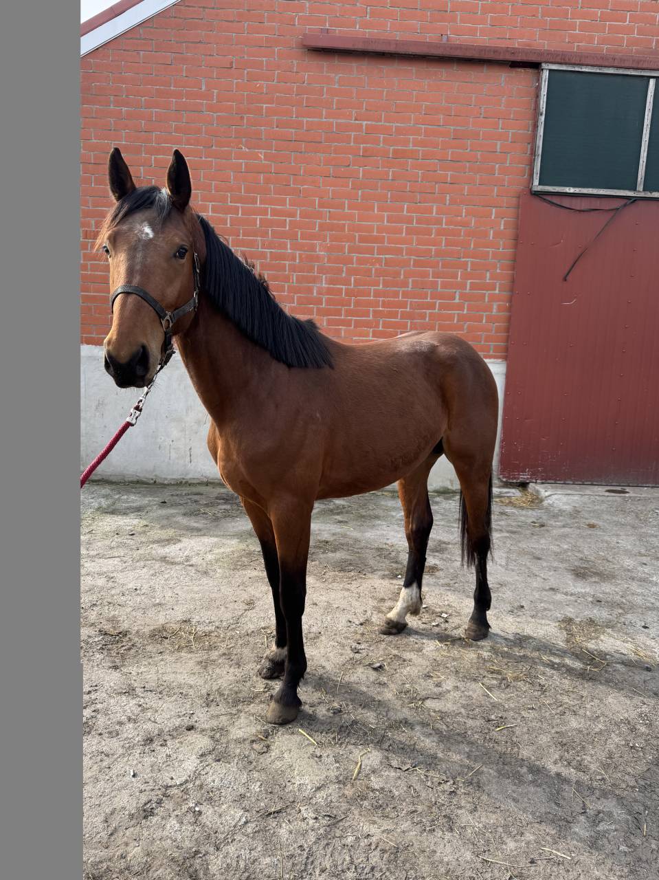 Caballo entero Zangersheide En venta 2023 Bayo por Costello T Z