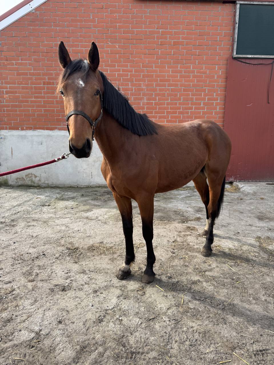 Caballo entero Zangersheide En venta 2023 Bayo por Costello T Z