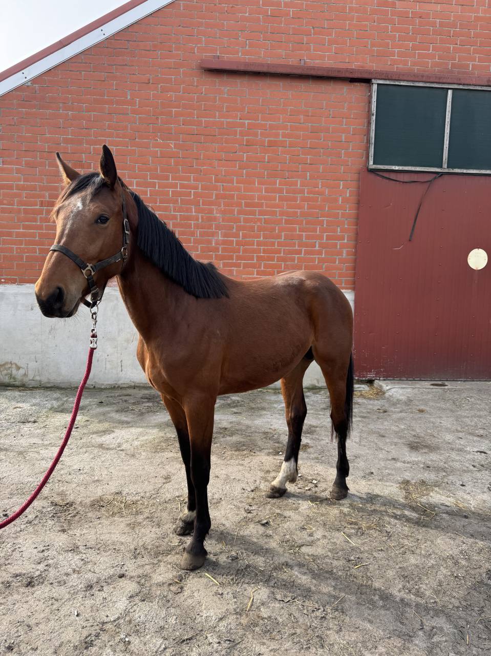 Caballo entero Zangersheide En venta 2023 Bayo por Costello T Z