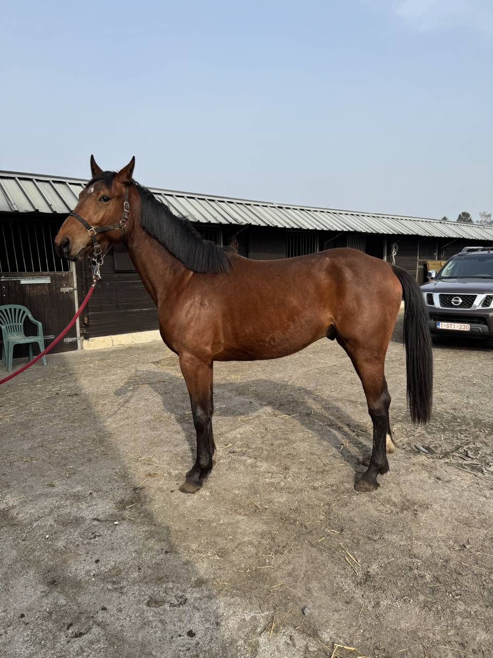 Caballo entero Zangersheide En venta 2023 Bayo por Costello T Z