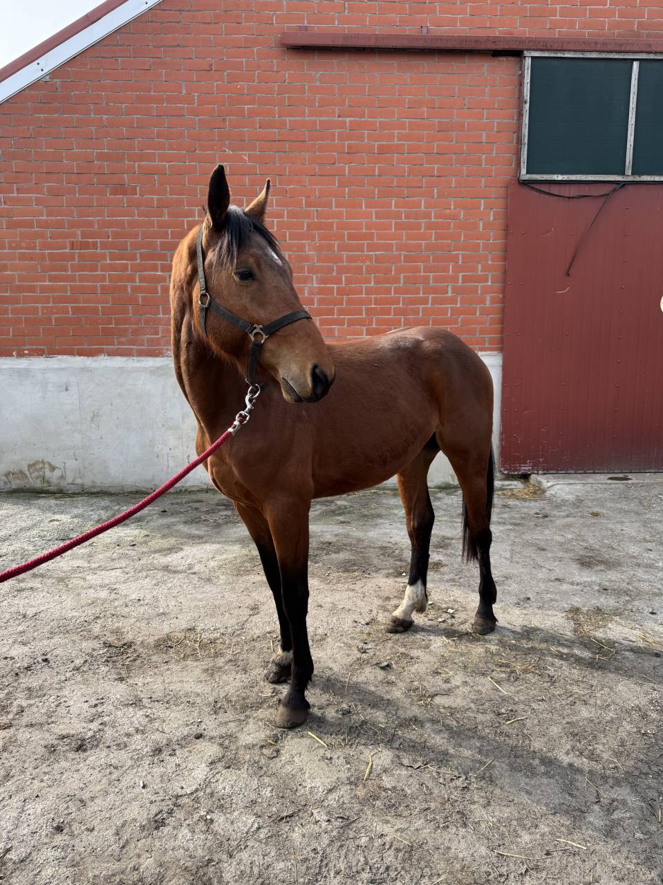 Caballo entero Zangersheide En venta 2023 Bayo por Costello T Z