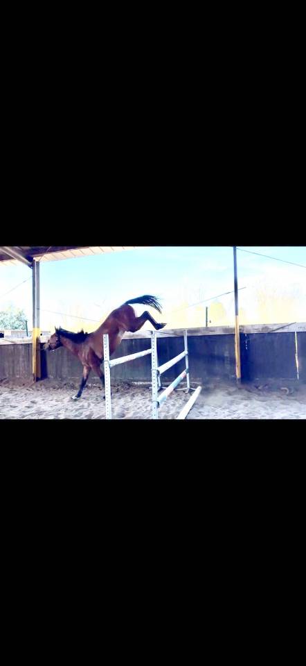 Caballo entero Zangersheide En venta 2023 Bayo por Costello T Z